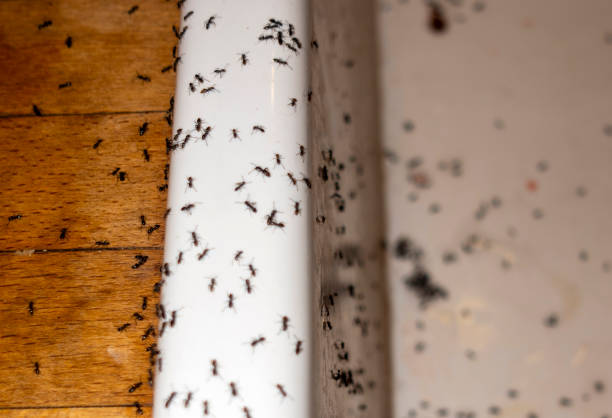 Best Pest Control Cost  in St Johns, MI
