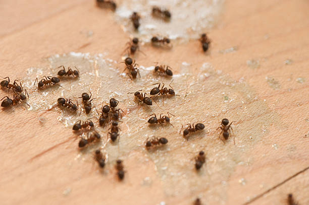 Best Emergency Pest Control  in St Johns, MI